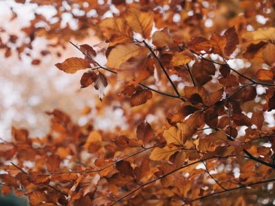 fall leaves