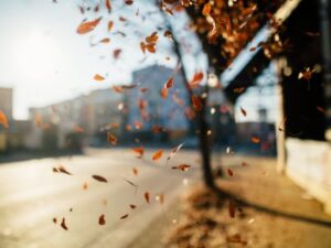 fall leaves off building